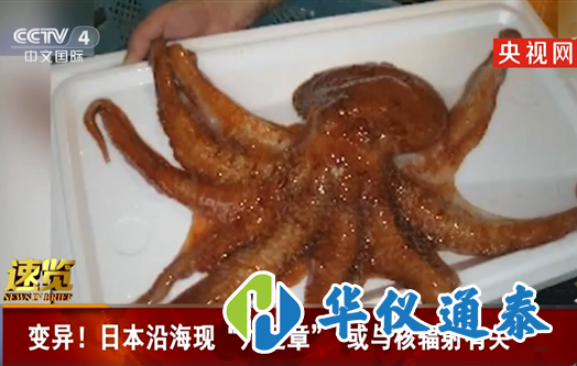 日本沿海現(xiàn)九足章或與核輻射相關(guān).png